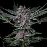 π Grape Donut Autoflower Seeds (100% off)